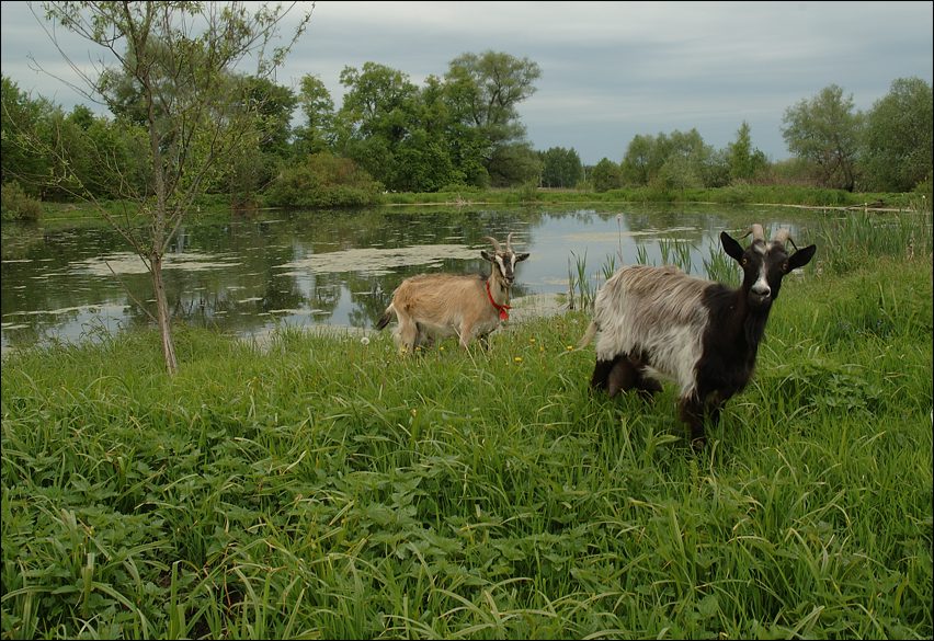 photo "***" tags: landscape, nature, pets/farm animals, summer