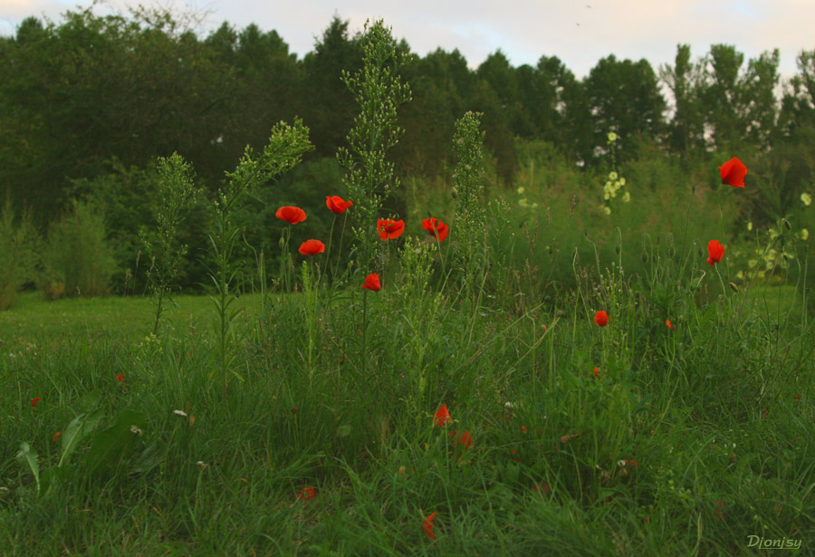 photo "Colorful spots of nature" tags: landscape, summer