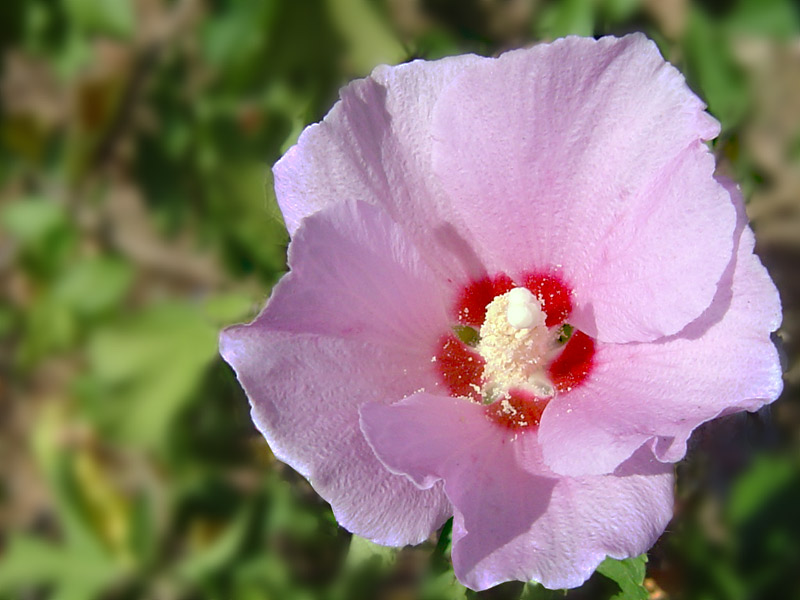 photo "Pinking" tags: macro and close-up, 