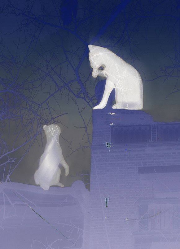 photo "Moonlight Cats" tags: montage, genre, 