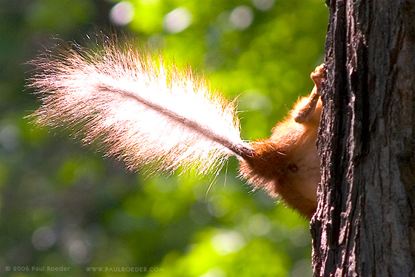 photo "Firebird's Feather" tags: nature, wild animals