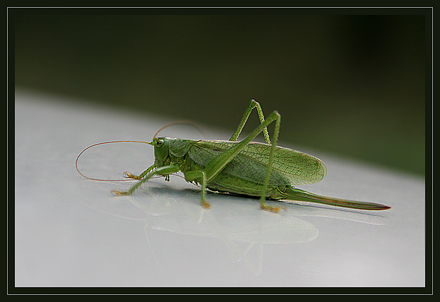 photo "***" tags: macro and close-up, nature, insect