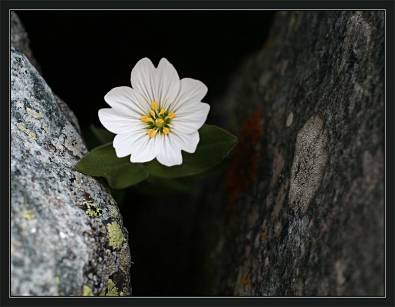 photo "***" tags: nature, macro and close-up, 