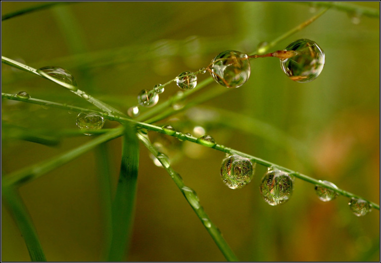 photo "Elfs Features! -2 :)" tags: macro and close-up, nature, flowers
