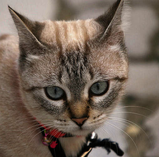 фото "Obidos cat" метки: природа, домашние животные