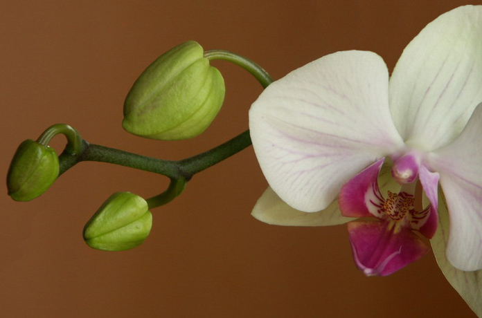 фото "Орхидея" метки: природа, цветы