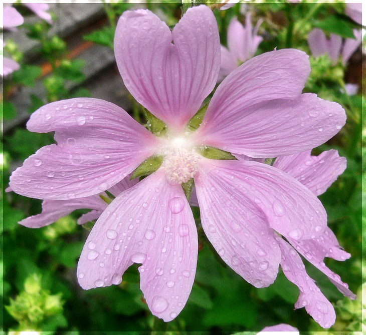 photo "***" tags: macro and close-up, nature, flowers