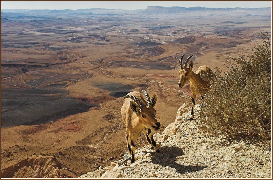 photo "Muntain path" tags: nature, wild animals