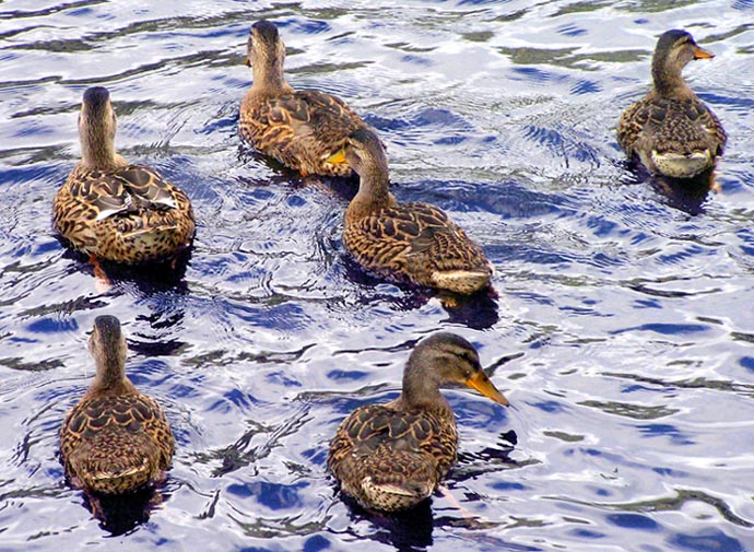 фото "Duck Family" метки: природа, репортаж, дикие животные
