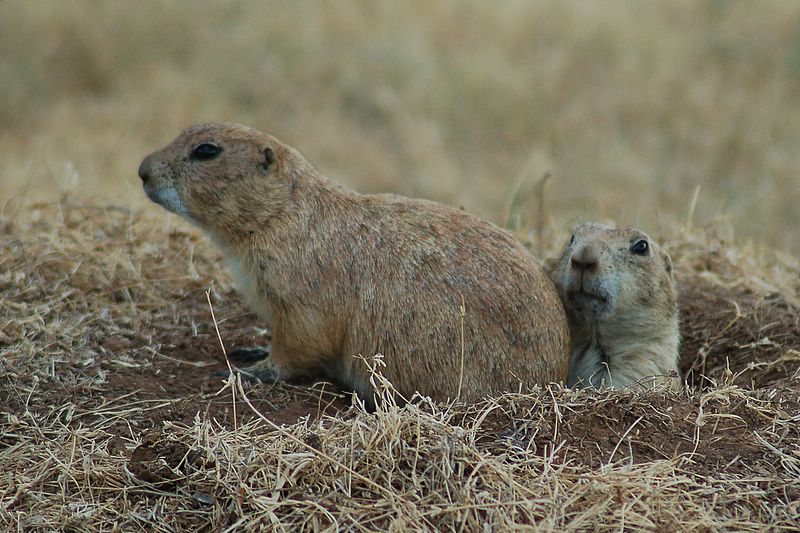 photo "Sleepy Couple" tags: nature, travel, North America, wild animals