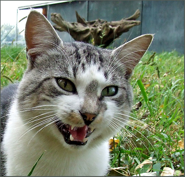 photo "Wearing the crown" tags: nature, pets/farm animals