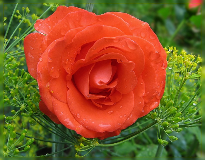 photo "Friendly hugs" tags: nature, flowers