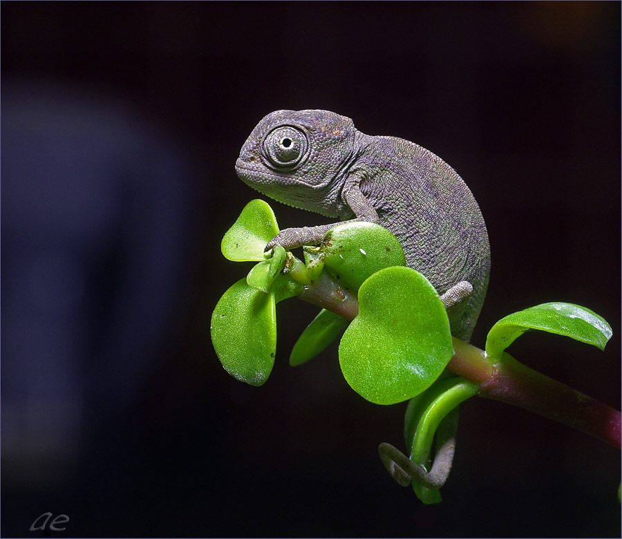 photo "***" tags: nature, macro and close-up, wild animals