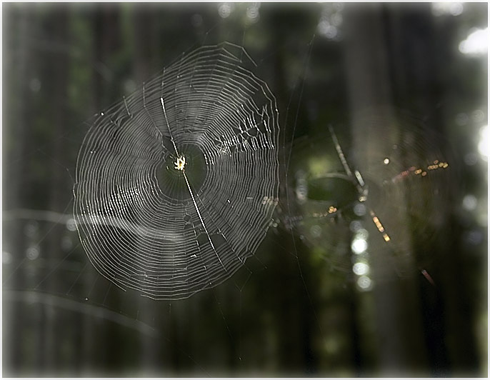 фото "Одинокий охотник" метки: пейзаж, природа, лес, насекомое