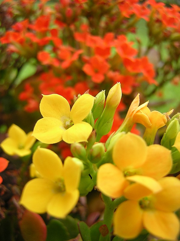 photo "Colors..." tags: nature, macro and close-up, flowers