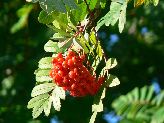 photo "Autumn" tags: nature, 