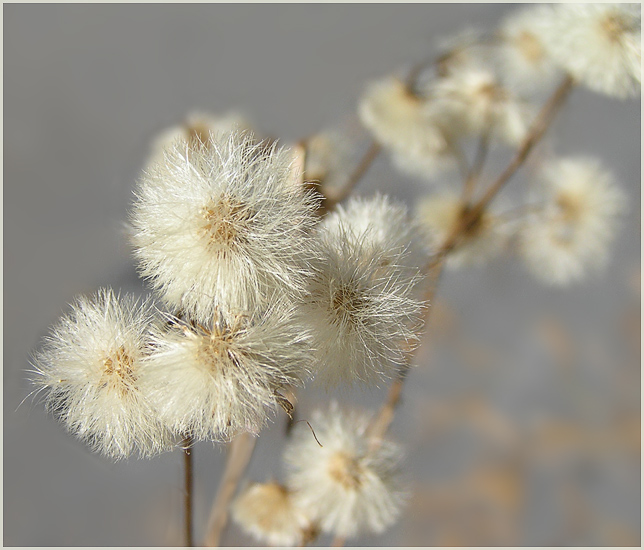 photo "* * *" tags: nature, macro and close-up, flowers