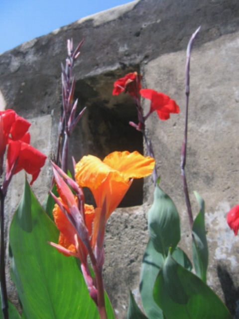 фото "Flowers in the Fort" метки: путешествия, природа, Азия, цветы