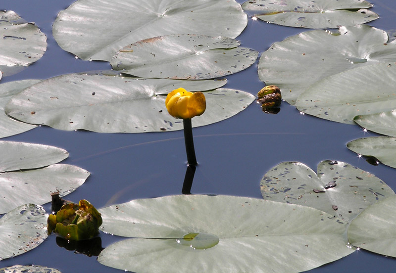 photo "***" tags: nature, landscape, flowers, water