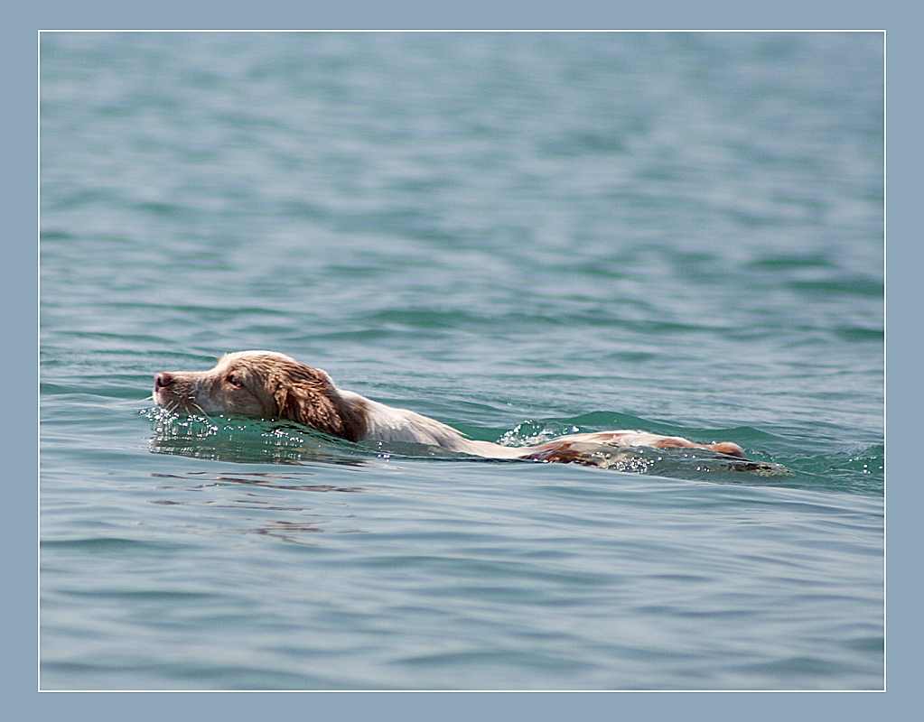 photo "Sea dog." tags: nature, pets/farm animals