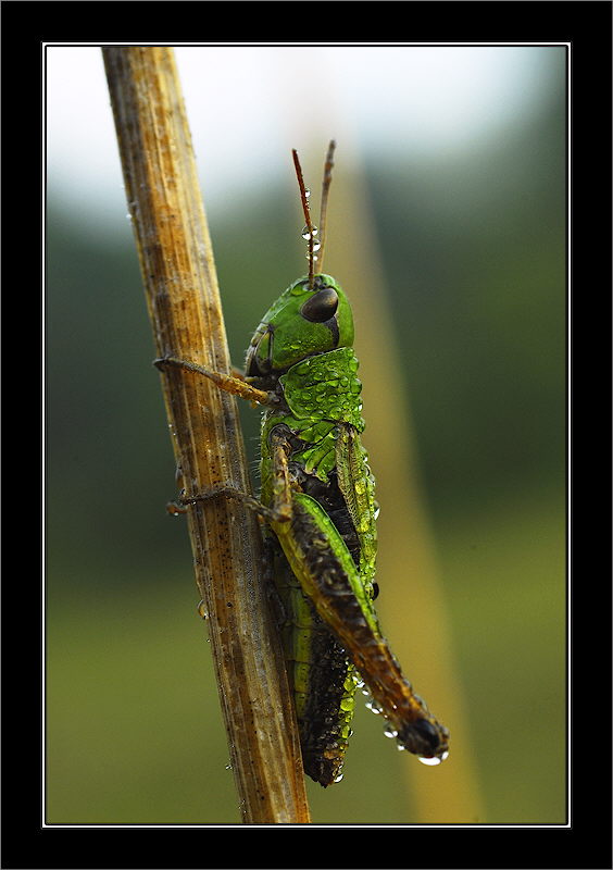фото "***" метки: , 