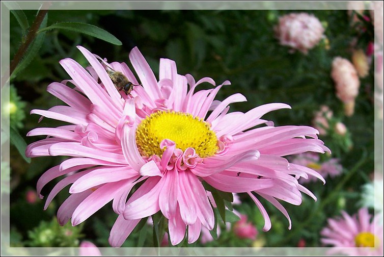 photo "Last paints of the left summer" tags: nature, flowers