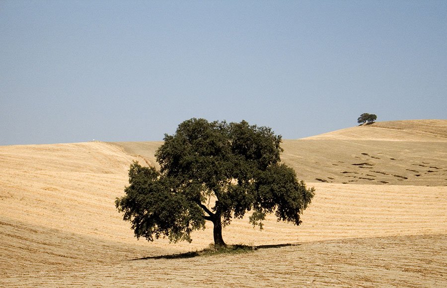 photo "Between Malaga and Sevilla" tags: landscape, 