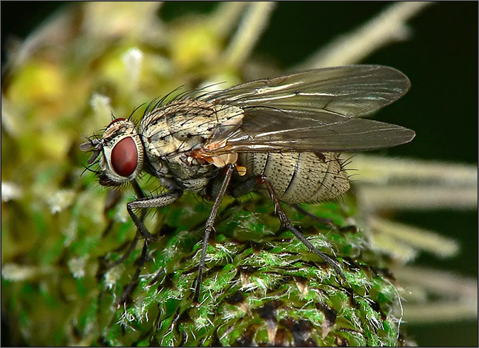 photo "Мечта об ананасе" tags: macro and close-up, 