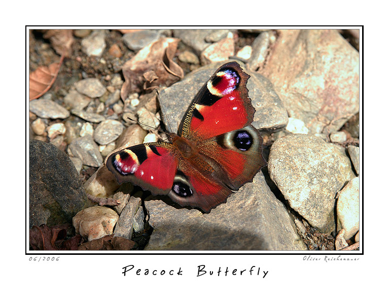 фото "Peacock Butterfly" метки: природа, насекомое