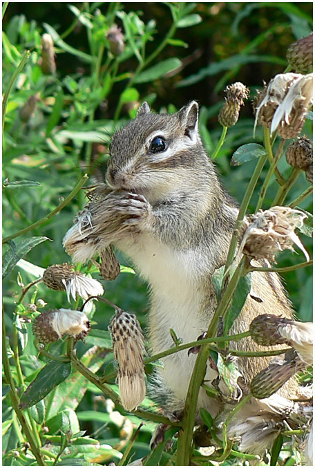 photo "Reducing diet" tags: nature, wild animals