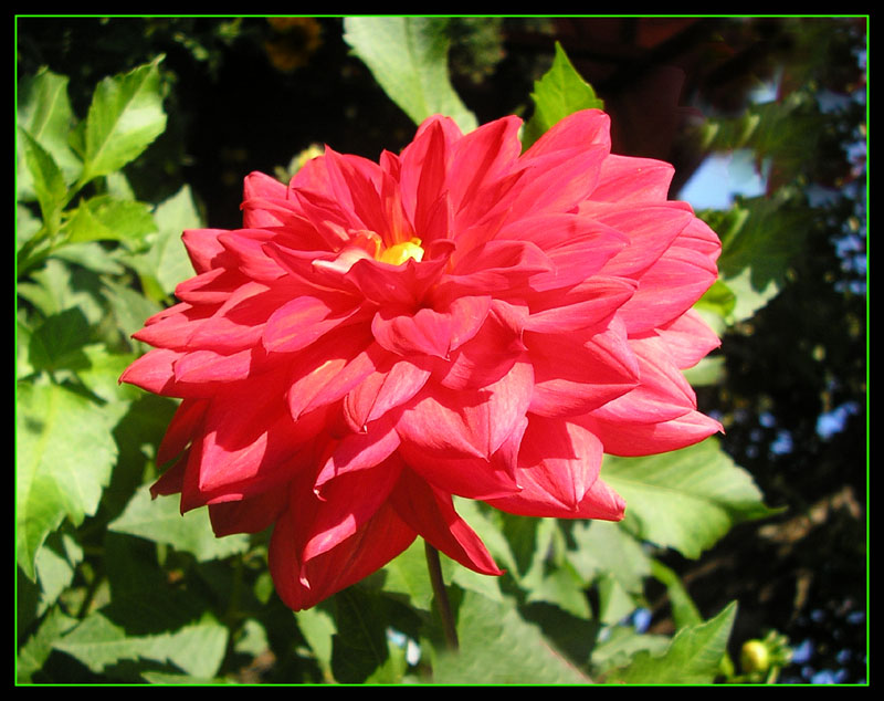 photo "***" tags: nature, flowers