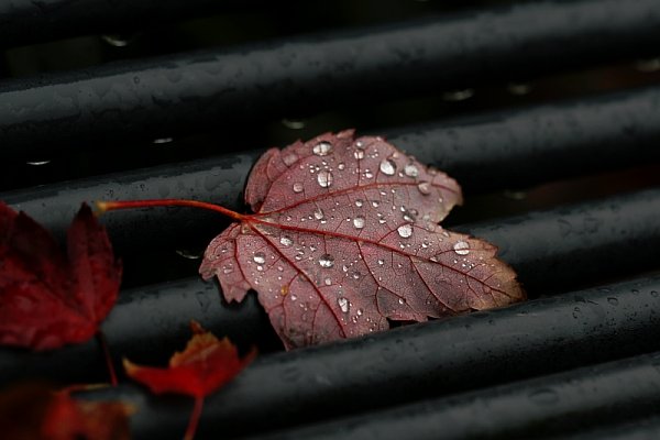 фото "autumn" метки: пейзаж, осень