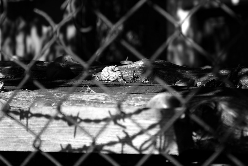 photo "***" tags: still life, 