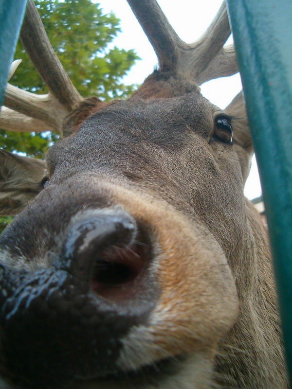 фото "dear deer" метки: , 