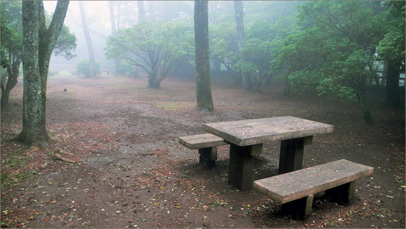 photo "in the park" tags: landscape, forest, summer