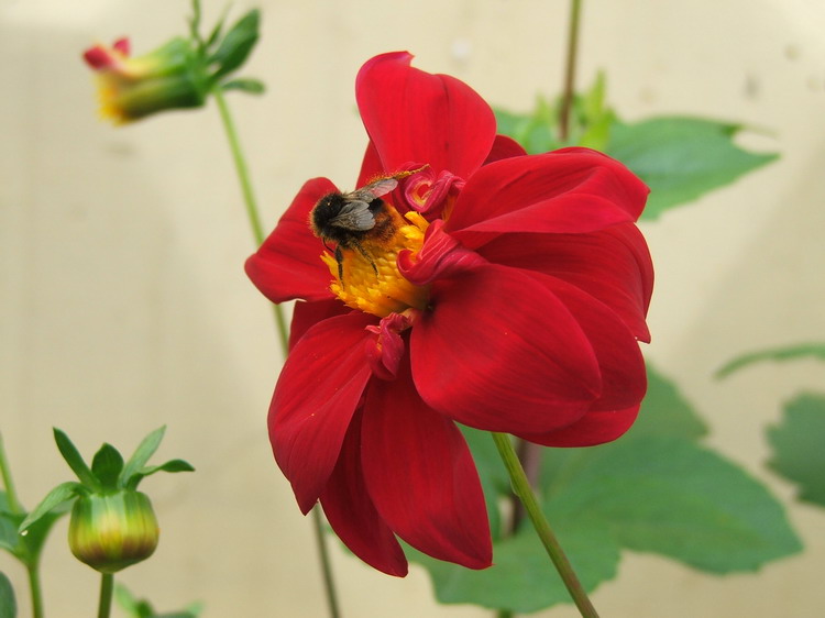 photo "Finding the food" tags: nature, flowers, insect