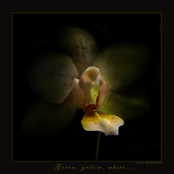 фото "Green, yellow, white..." метки: макро и крупный план, природа, цветы
