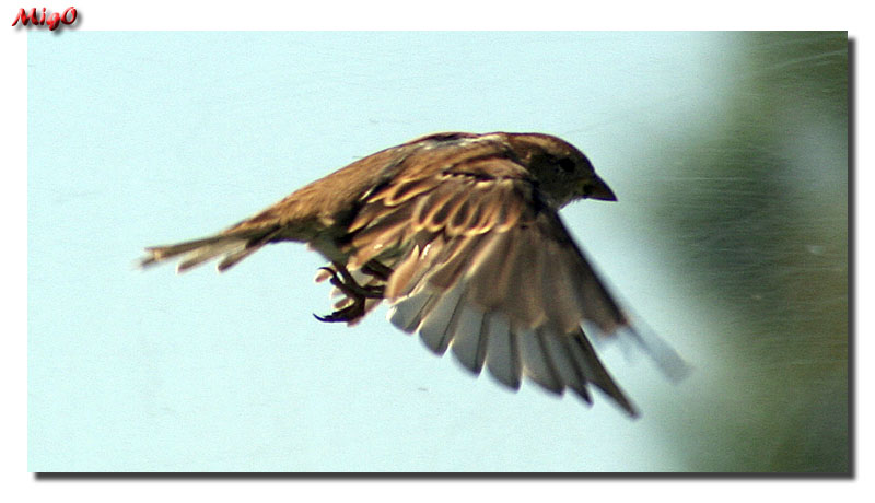 photo "Bird" tags: nature, wild animals