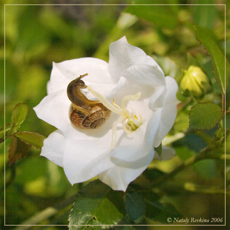 photo "A Helix" tags: nature, insect