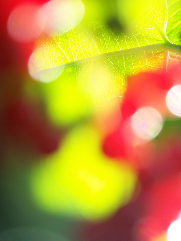фото "Осенний калейдоскоп" метки: абстракция, 
