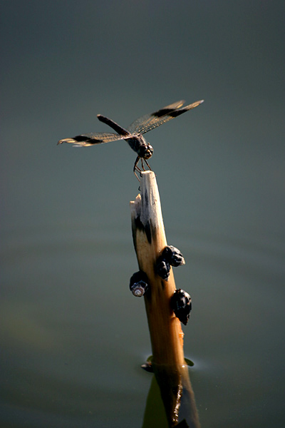 photo "Dragonfly" tags: macro and close-up, nature, insect