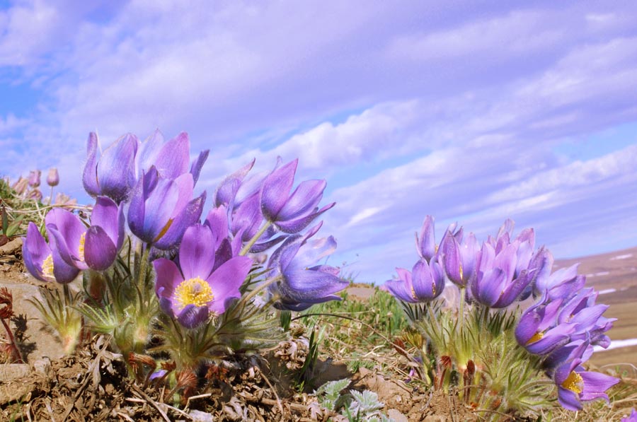 photo "Pulsatilla nuttalliana" tags: macro and close-up, nature, pets/farm animals