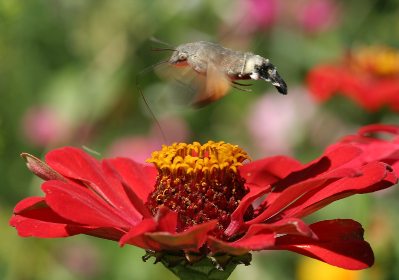 photo "***" tags: macro and close-up, nature, flowers