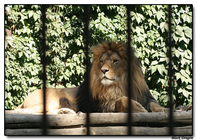 photo "And kings happen behind a lattice" tags: nature, reporting, wild animals