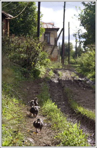 photo "Rural street" tags: architecture, nature, landscape, pets/farm animals