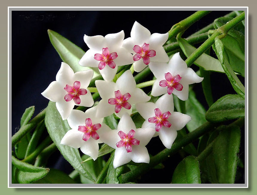 фото "Hoya Bella" метки: природа, цветы
