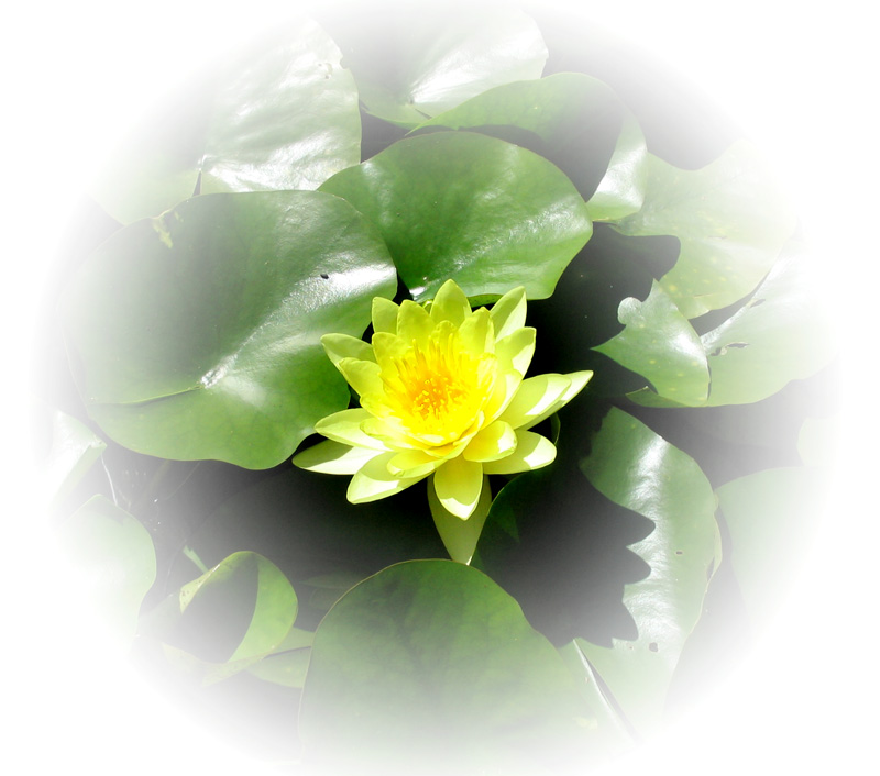 фото "Водяная лилия" метки: макро и крупный план, природа, цветы