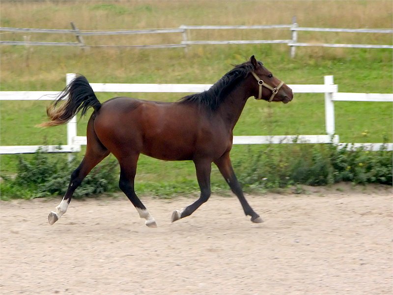 photo "'Glide'" tags: nature, pets/farm animals