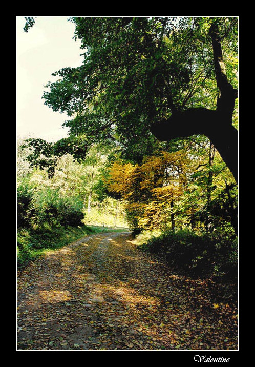 photo "***" tags: landscape, forest