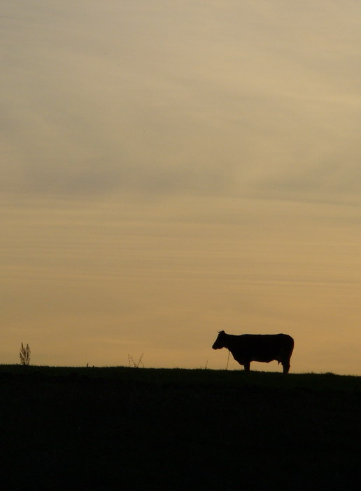 photo "***" tags: nature, landscape, pets/farm animals, sunset